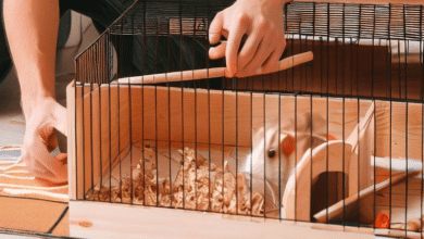 Comment fabriquer ma propre cage à Hamster