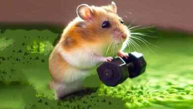 Comment faire de l’exercice pour mon Hamster