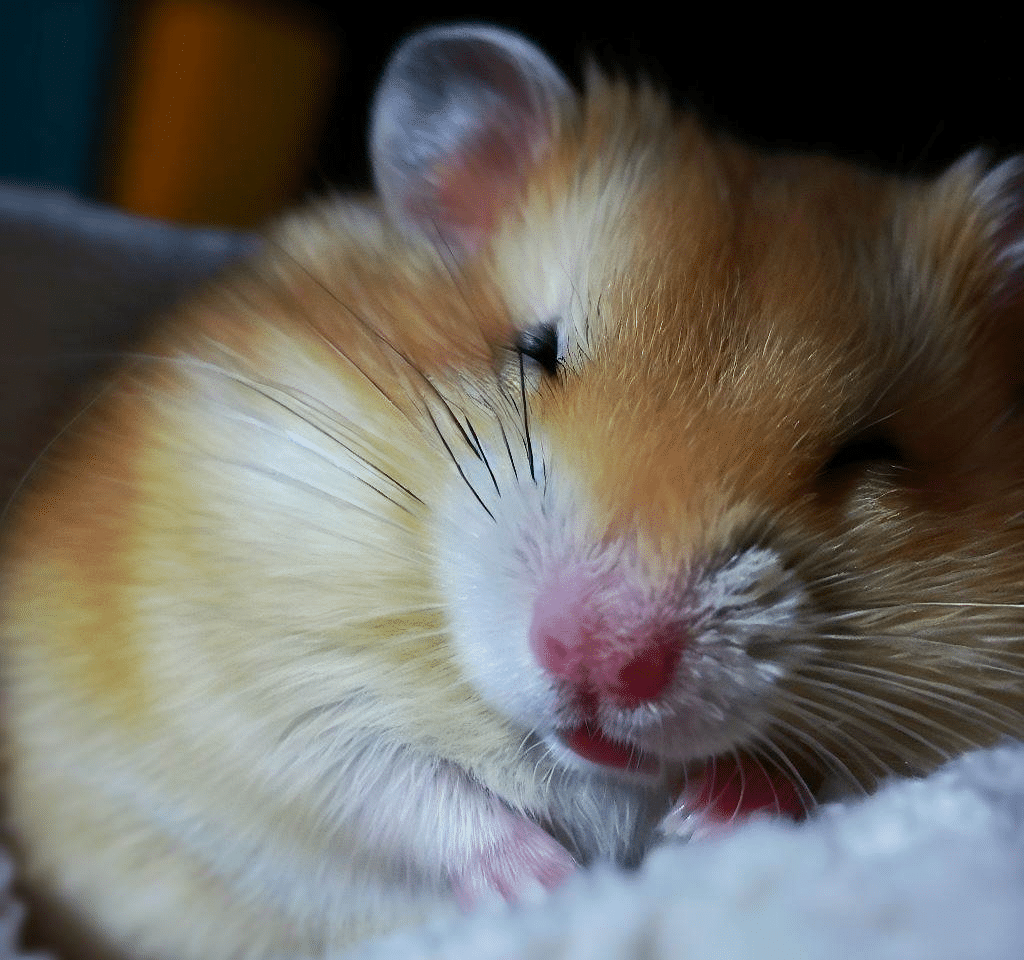 Comment faire dormir mon Hamster