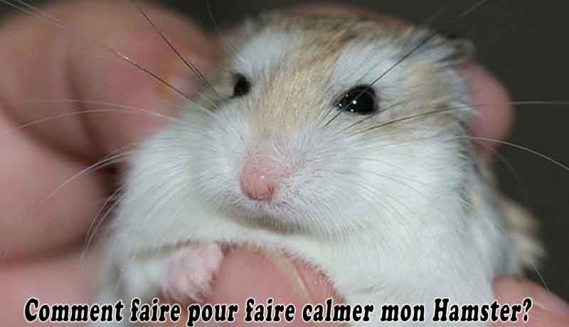 Comment faire pour faire calmer mon Hamster?