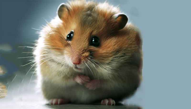 Comment faire pour que mon Hamster ne souffre plus