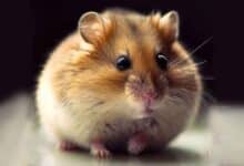 Comment faire pour que mon Hamster reste immobile