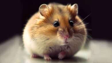 Comment faire pour que mon Hamster reste immobile