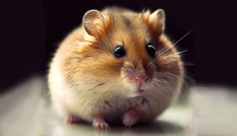 Comment faire pour que mon Hamster reste immobile