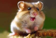 Comment faire pour que mon Hamster s’amuse ?