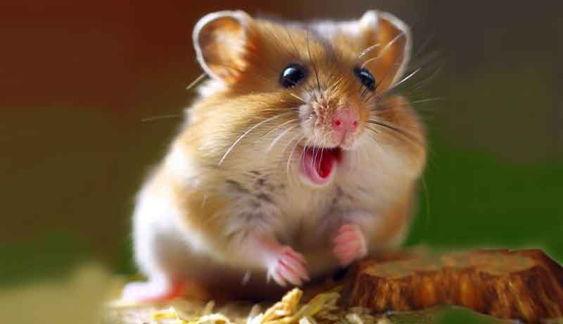 Comment faire pour que mon Hamster s’amuse ?