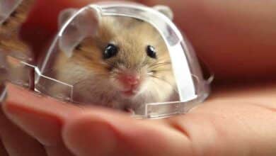 Comment faire pour que mon Hamster se retrouve en sécurité?