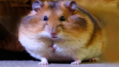 Comment faire prendre du poids à mon Hamster