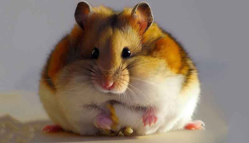 Comment faire prendre du poids à mon Hamster syrien?