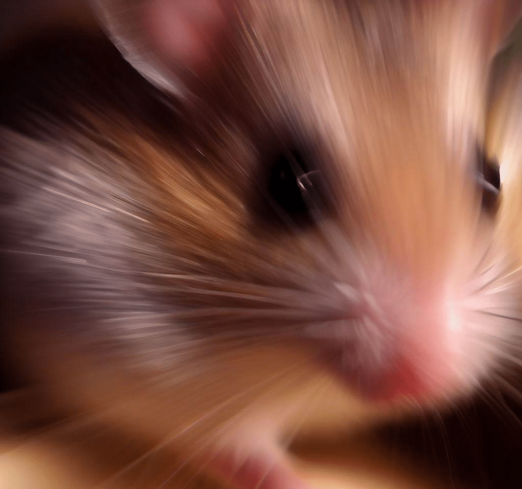 Comment fonctionne le zoom de mon Hamster?