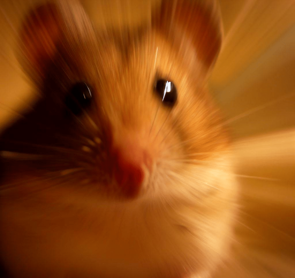 Comment fonctionne le zoom de mon Hamster?