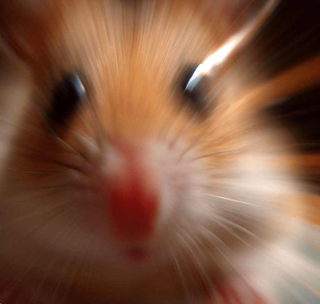 Comment fonctionne le zoom de mon Hamster?