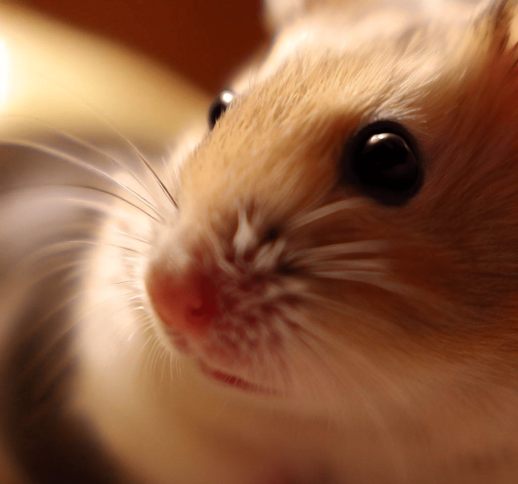 Comment fonctionne le zoom de mon Hamster?