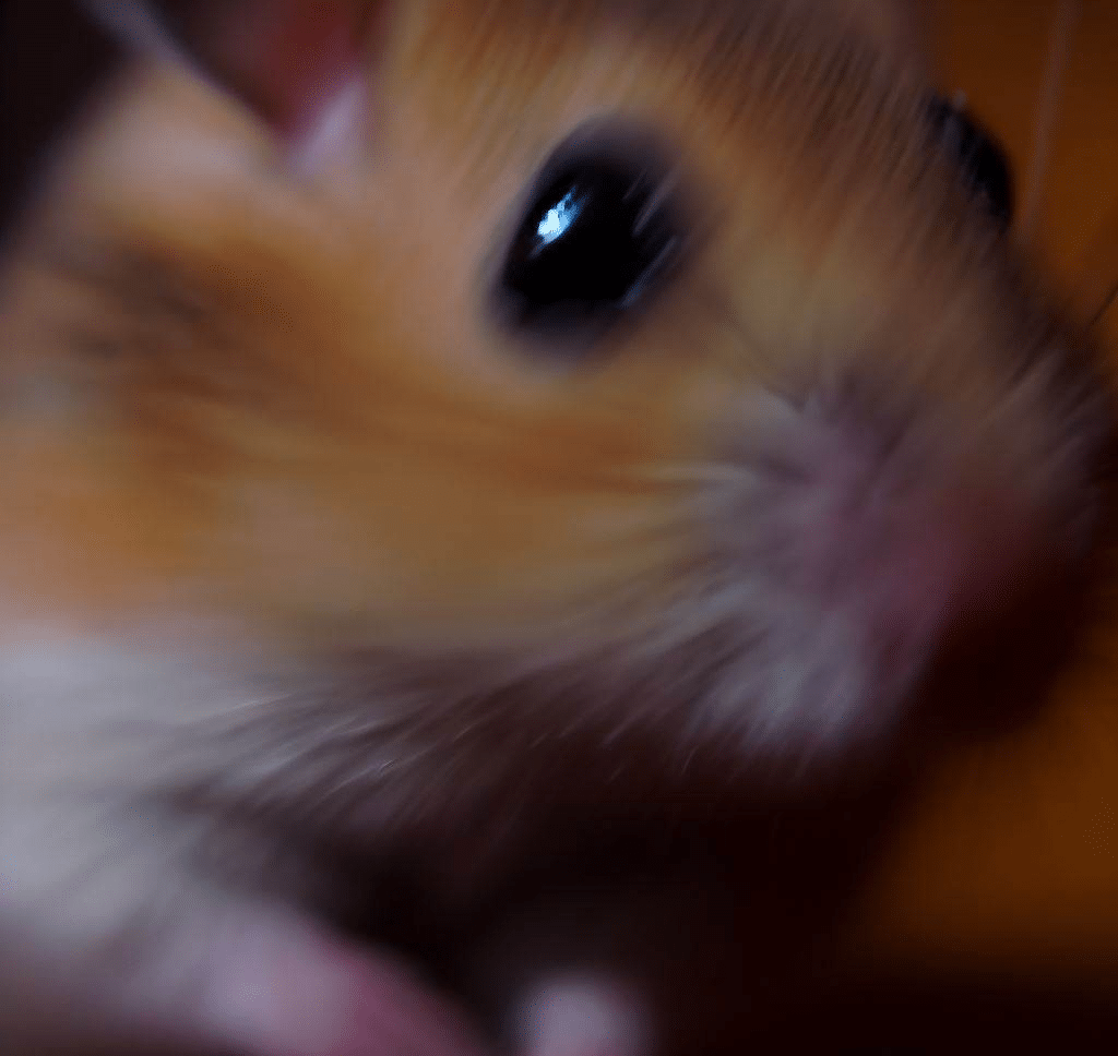 Comment fonctionne le zoom de mon Hamster?