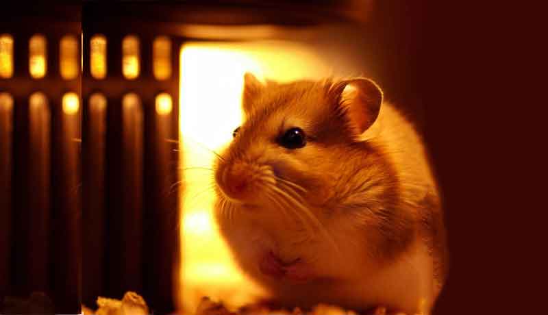 Comment garder mon Hamster au chaud ?