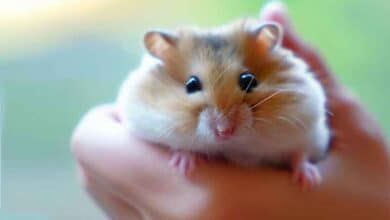 Comment habituer mon hamster à être manipulé