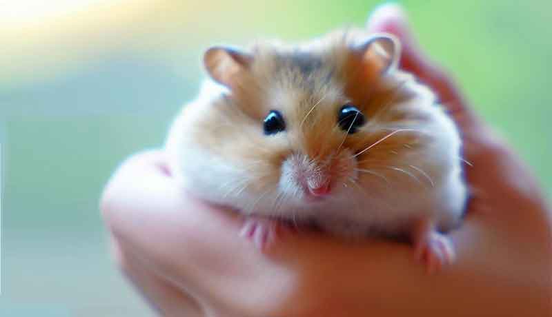 Comment habituer mon hamster à être manipulé