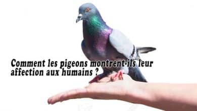 Comment les pigeons montrent-ils leur affection aux humains