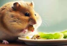Comment mettre mon Hamster au régime?
