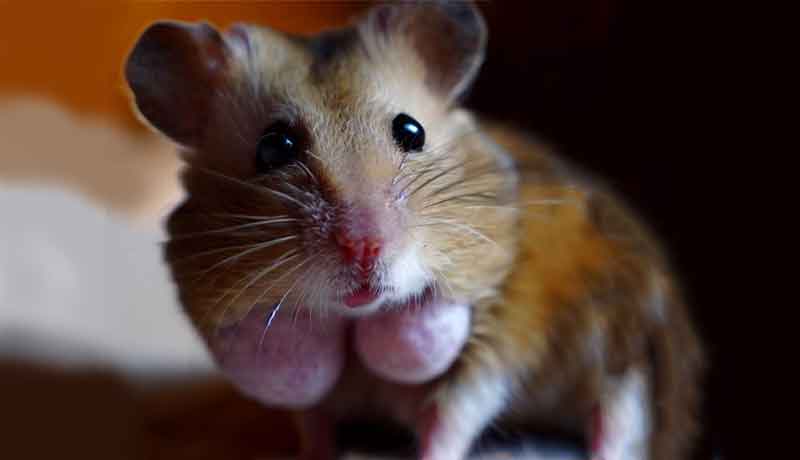 Comment mon Hamster a-t-il eu une tumeur ?