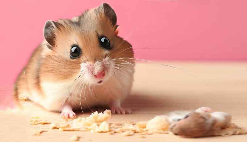 Comment mon Hamster a-t-il tué son congénère ?