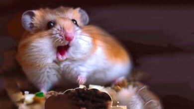 Comment mon Hamster a vomi