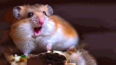 Comment mon Hamster a vomi