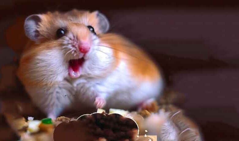 Comment mon Hamster a vomi