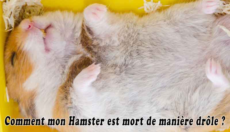 Comment mon Hamster est mort de manière drôle