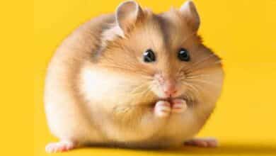 Comment mon Hamster fait-il des bruits de grincement