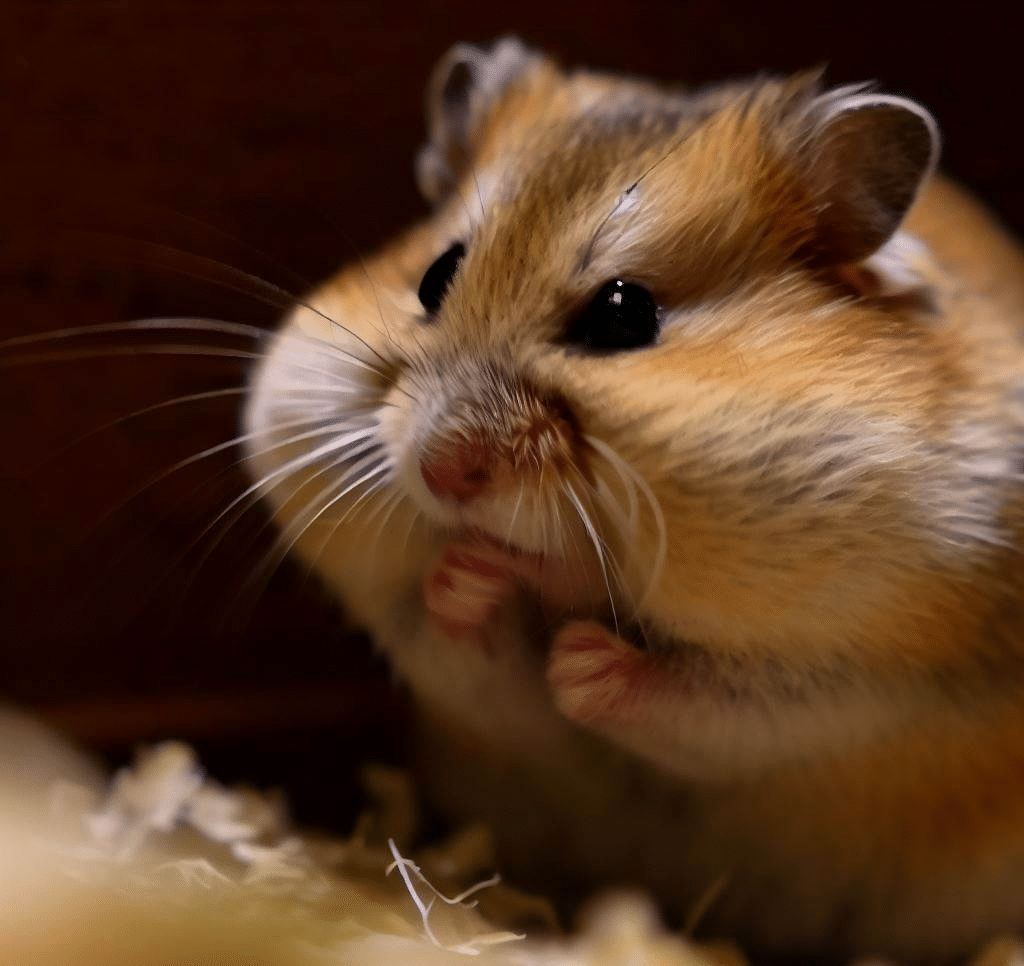 Comment mon Hamster fait-il des bruits de grincement