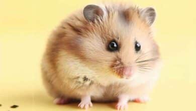 Comment mon Hamster peut-il attraper des acariens?