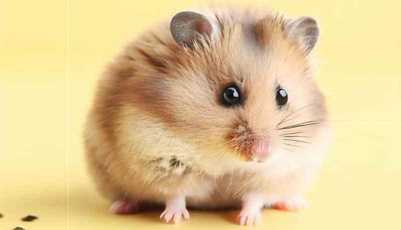 Comment mon Hamster peut-il attraper des acariens?