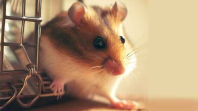 Comment mon hamster s'est échappé ?