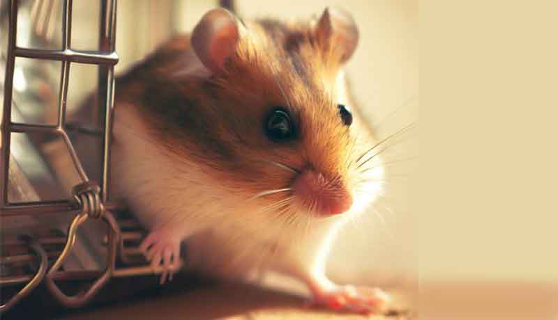 Comment mon hamster s'est échappé ?