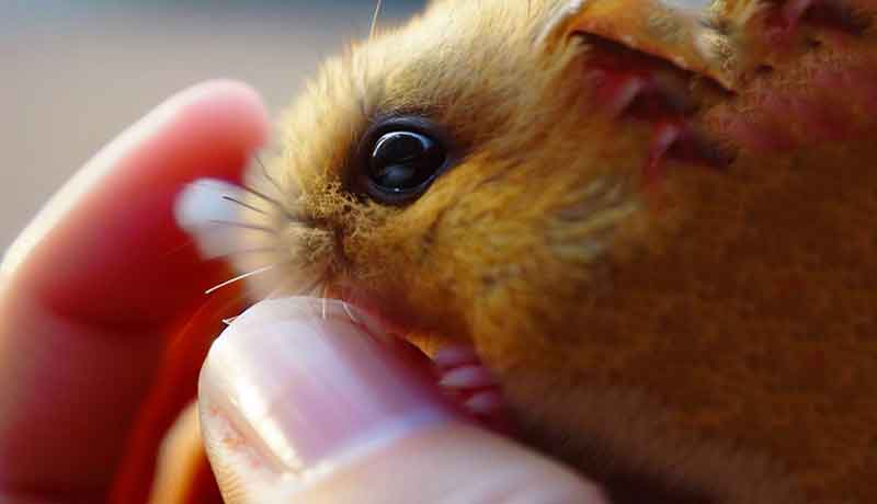 Comment nettoyer l’œil de mon Hamster