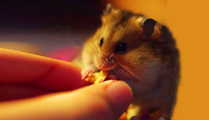Comment nourrir mon Hamster nain ?