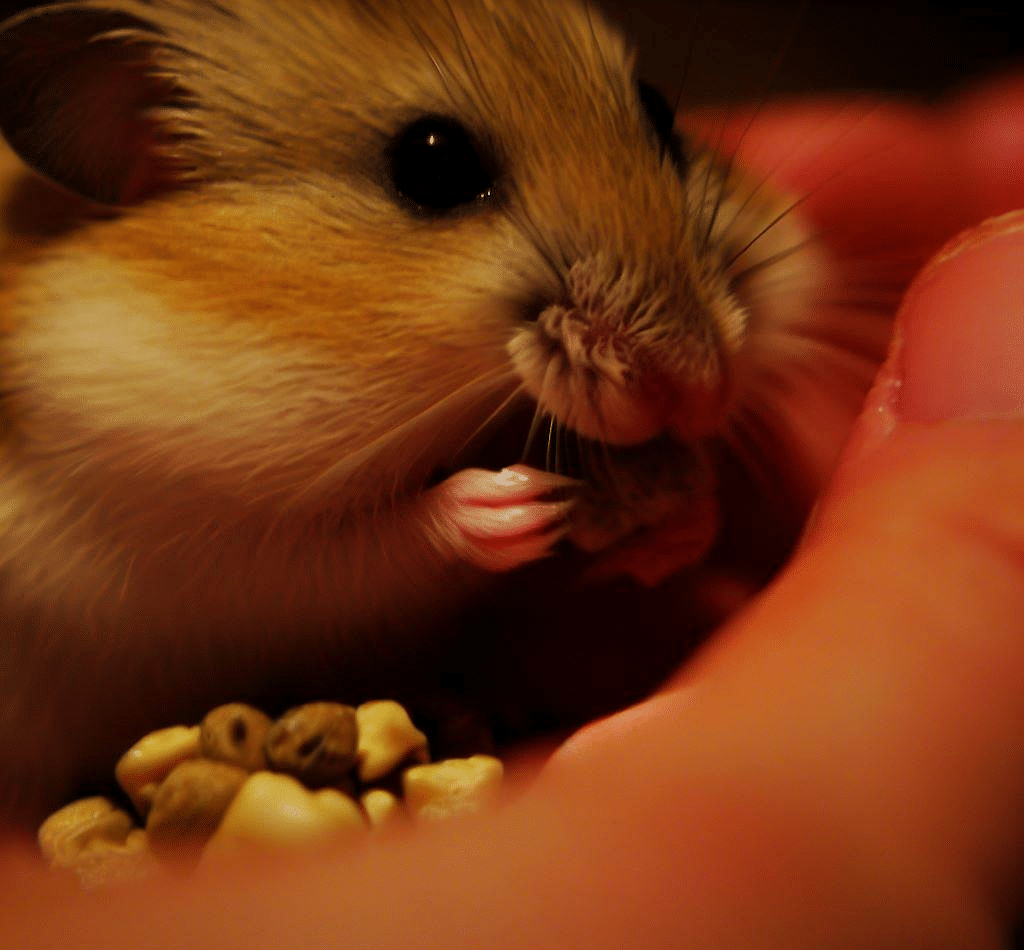 Comment nourrir mon Hamster nain ?