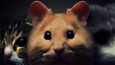 Comment protéger mon Hamster des chats?