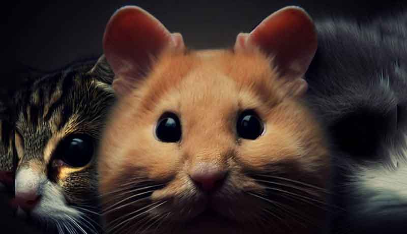 Comment protéger mon Hamster des chats?