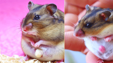 Comment puis-je savoir si mon Hamster est enceinte