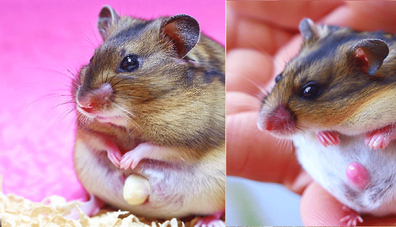 Comment puis-je savoir si mon Hamster est enceinte