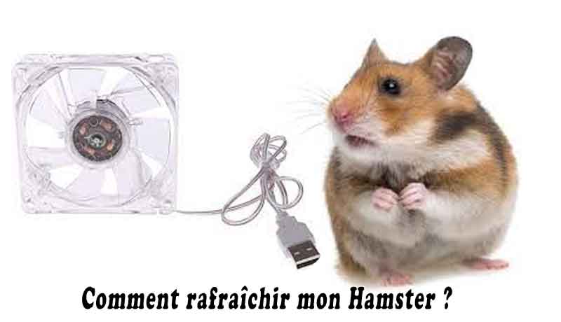 Comment rafraîchir mon Hamster