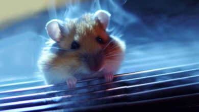 Comment refroidir mon Hamster ?