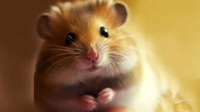 Comment rendre mon Hamster gentil?