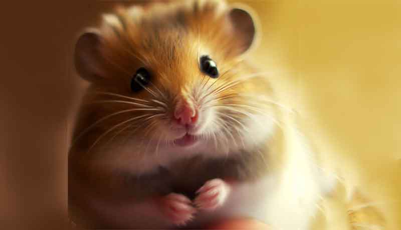 Comment rendre mon Hamster gentil?