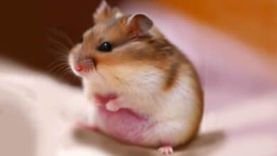 Comment retrouver mon Hamster en gestation