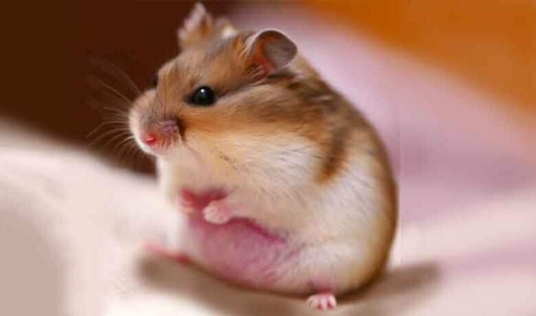 Comment retrouver mon Hamster en gestation