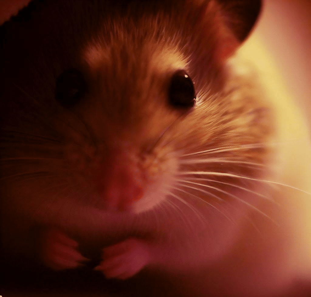 Comment savoir où se trouve mon Hamster ?