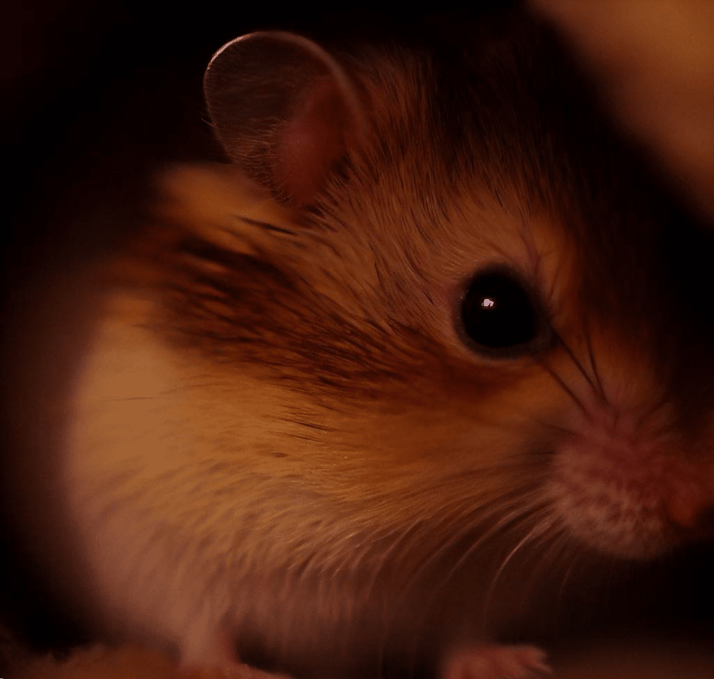 Comment savoir où se trouve mon Hamster ?